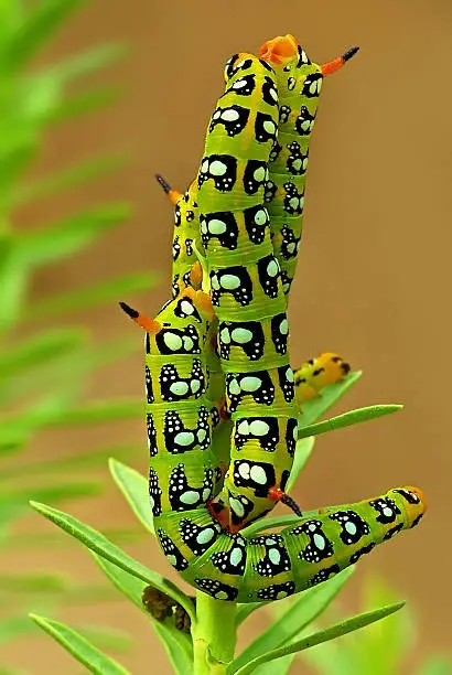 Hyles euphorbiae hawkmoth caterpillars