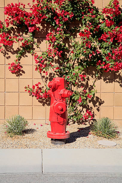 Red fire hydrant with red Bogainvillea