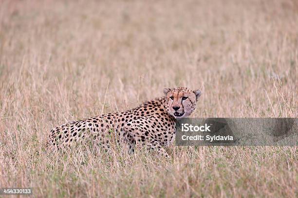 Chitá - Fotografias de stock e mais imagens de Animais caçando - Animais caçando, Animal, Animal de Safari