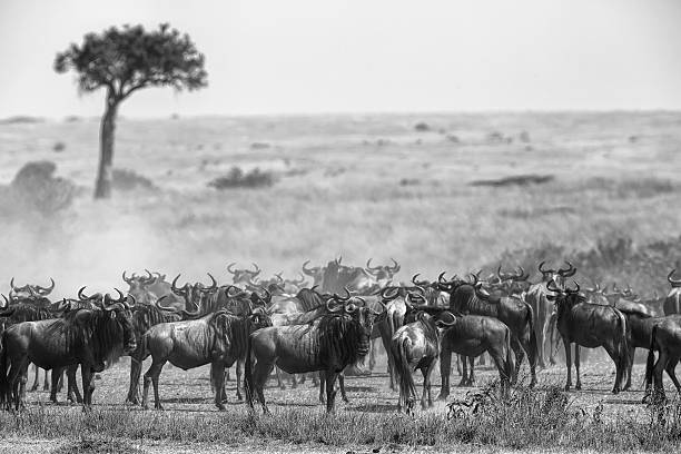 istock Great wildebeest migration in Kenya - waiting 454331969