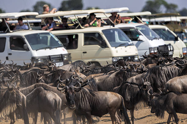istock Horns: Great wildebeest migration in Kenya - waiting 454332391