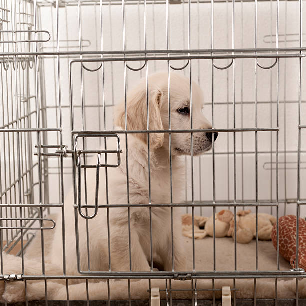 istock golden retriever puppy in a bench 454335421