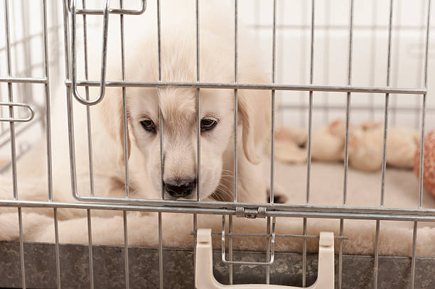 istock golden retriever puppy in a bench 454335717