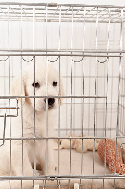 istock golden retriever puppy in a bench 454335721