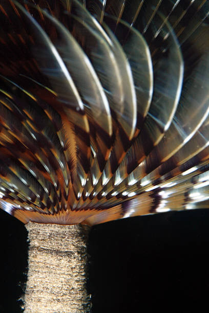 istock Spiral tubeworm (Sabella spallanzanii) 454336003