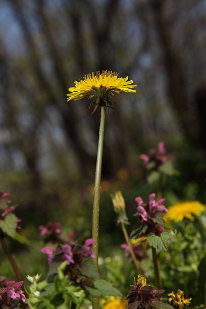 Wild flower field stock photo