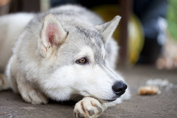 istock portrait of Siberian Husky 454336823