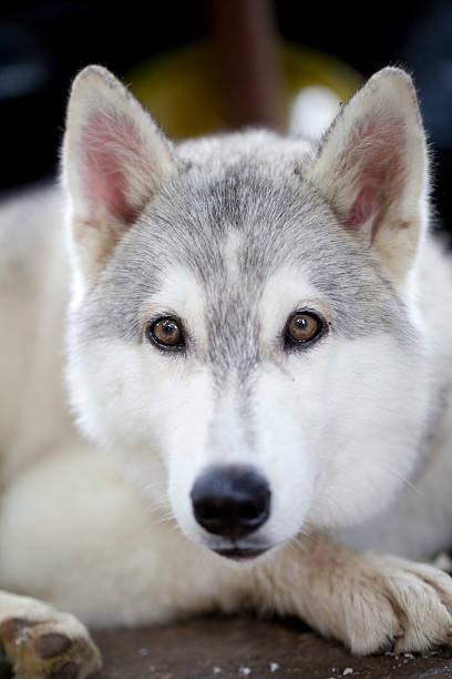 istock portrait of Siberian Husky 454336893