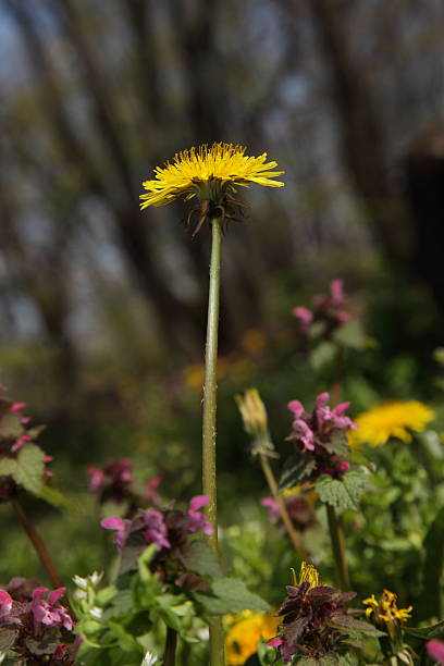 colors of spring stock photo