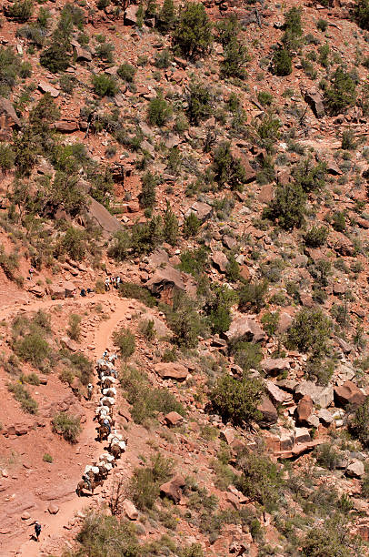 grand canyon-espeletia - mule grand canyon canyon riding photos et images de collection