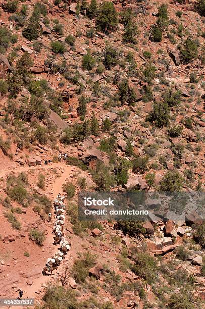 Grand Canyonorecchio - Fotografie stock e altre immagini di Ambientazione esterna - Ambientazione esterna, Animale, Arizona