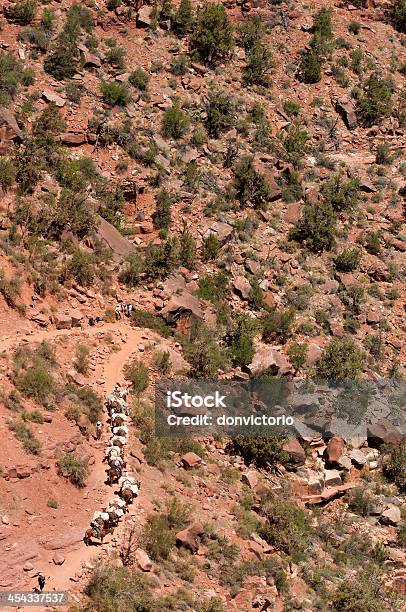 Foto de Grand Canyonmulas e mais fotos de stock de Alforje - Alforje, Animal, Arizona