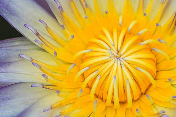 istock Blooming Purple Water Lily, Nymphaeaceae 454337595