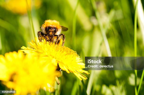 Hummel Und Löwenzahn Stockfoto und mehr Bilder von Blume - Blume, Blüte, Fotografie