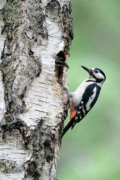 istock Great-spotted woodpecker, Dendrocopos major 454340717