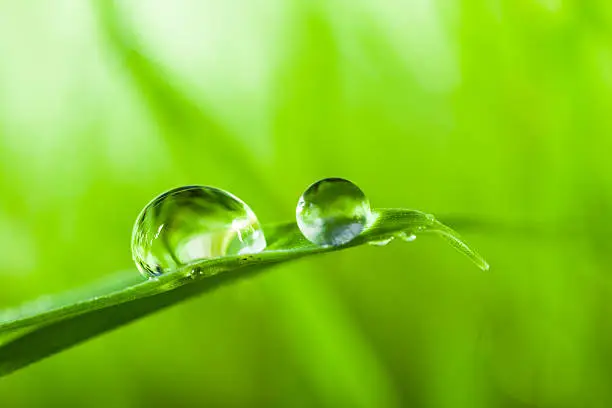 dew drop on green grass.