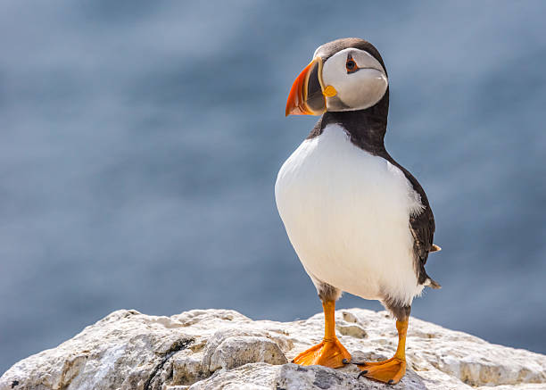 istock atlantic puffin fratercula arctica 454344525