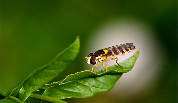 istock side of wild fly diptera syrphidae 454345303