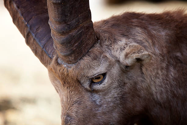istock Portrait of an Alpine Ibex (Capra ibex) 454346039