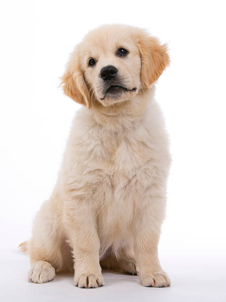 istock Golden retriever cream puppy 454346139