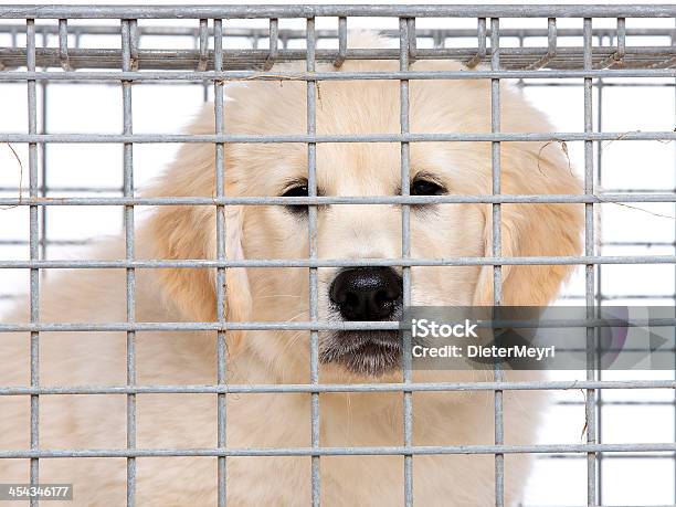 不幸せなゴールドの収集用具クリームの子犬にケイジ - 捕らわれるのストックフォトや画像を多数ご用意 - 捕らわれる, 犬, 動物実験