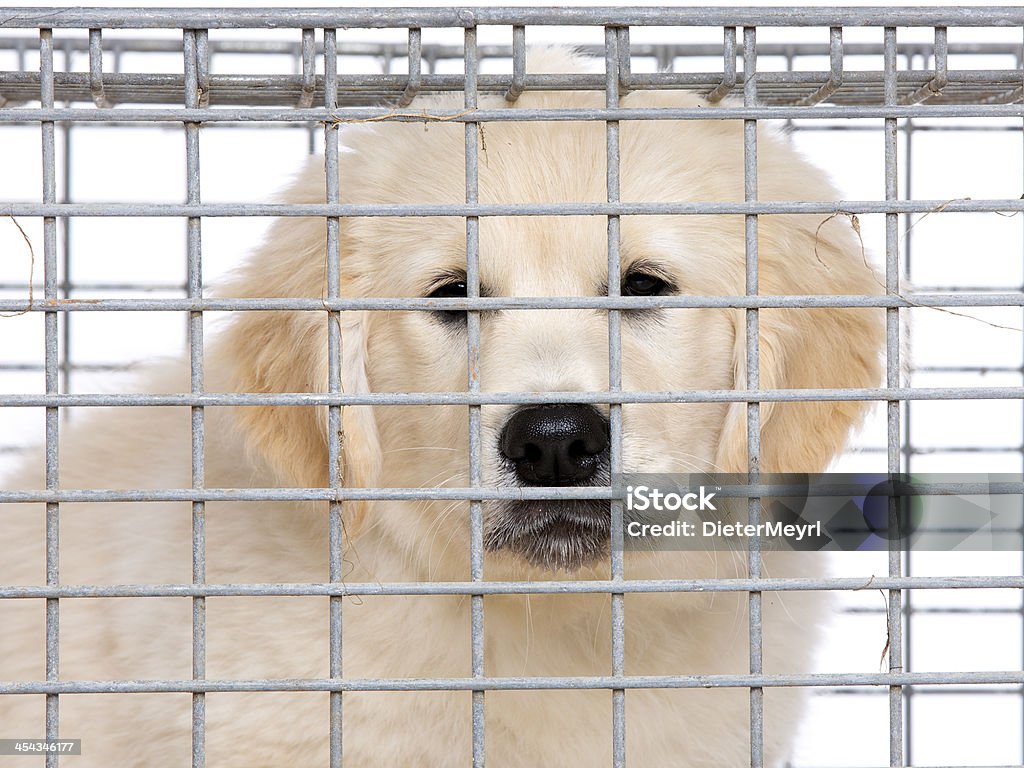 Descontente creme Filhote de retriever dourado em gaiola - Foto de stock de Cão royalty-free