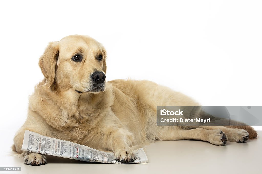 Hund mit Zeitung - Lizenzfrei Golden Retriever Stock-Foto