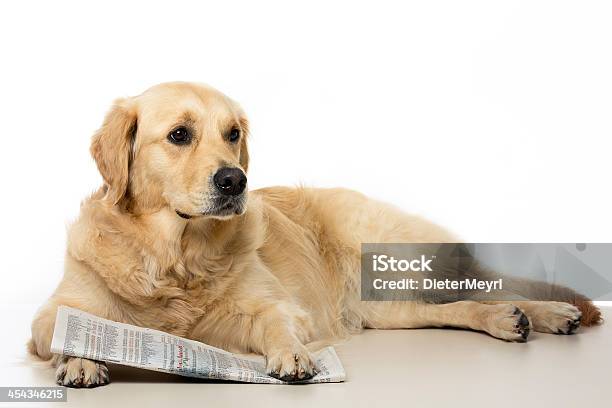 Hund Mit Zeitung Stockfoto und mehr Bilder von Golden Retriever - Golden Retriever, Weißer Hintergrund, Welpe