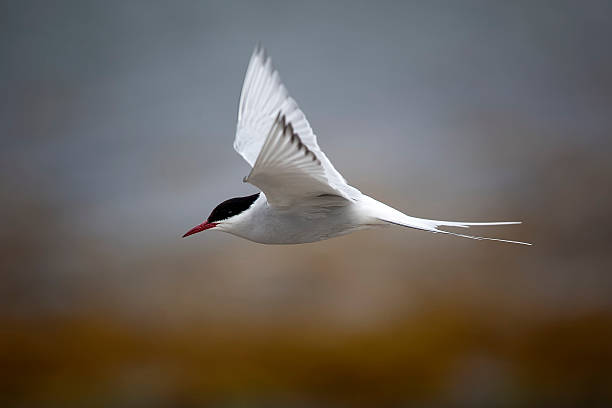 북극제비갈매기 (sterna paradisaea - tern bird arctic tern nature 뉴스 사진 이미지
