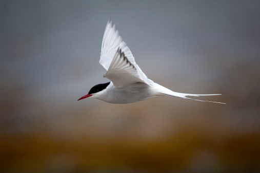 Flying Arctic Tern