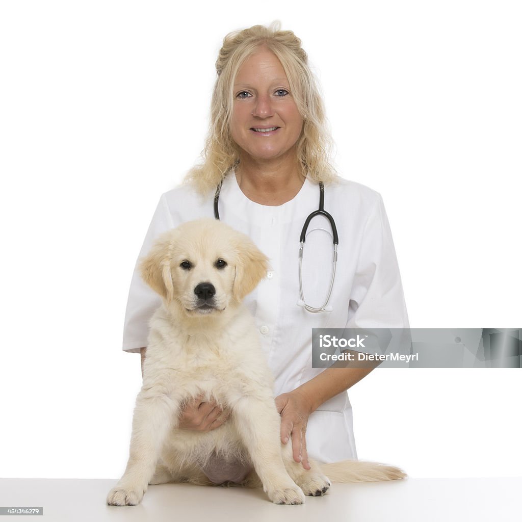 Golden retriever con Veterinario - Foto stock royalty-free di Accudire