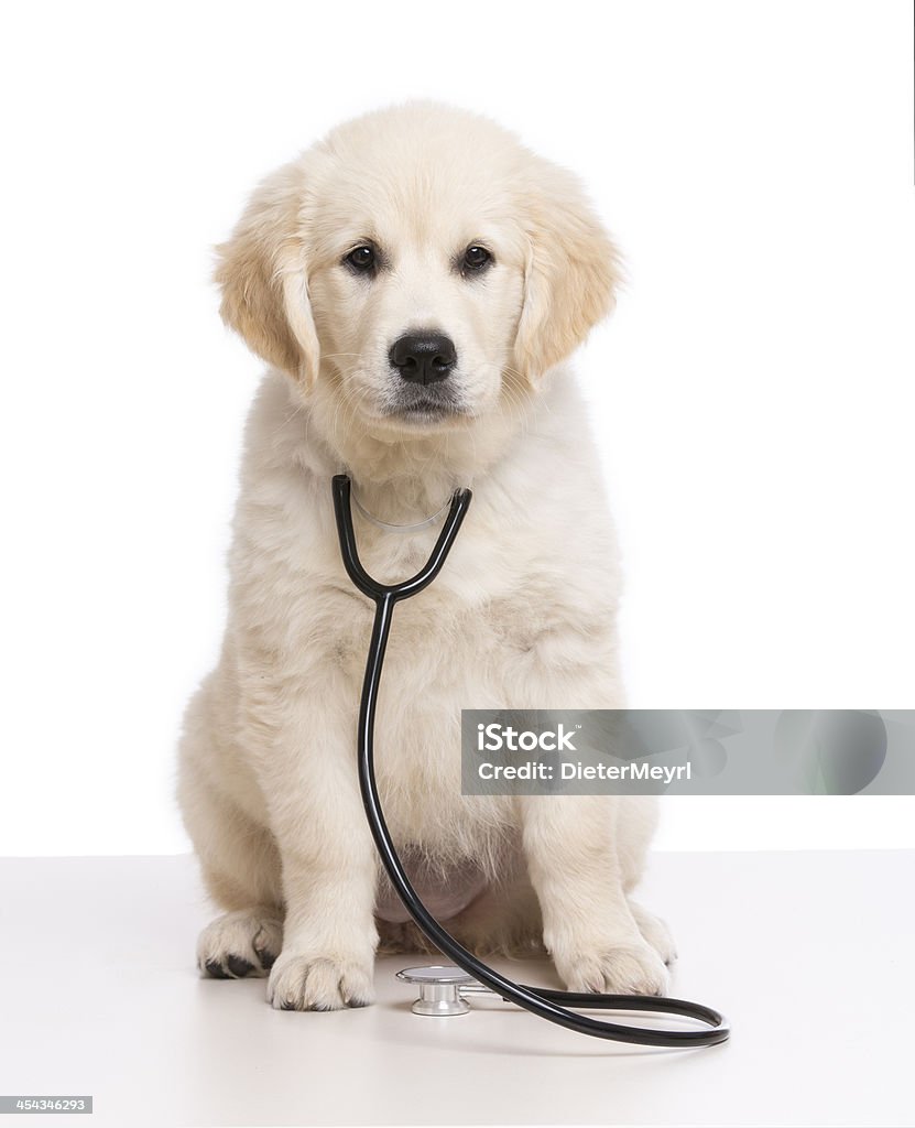 Золотой ретривер собака резания - Стоковые фото Белый фон роялти-фри
