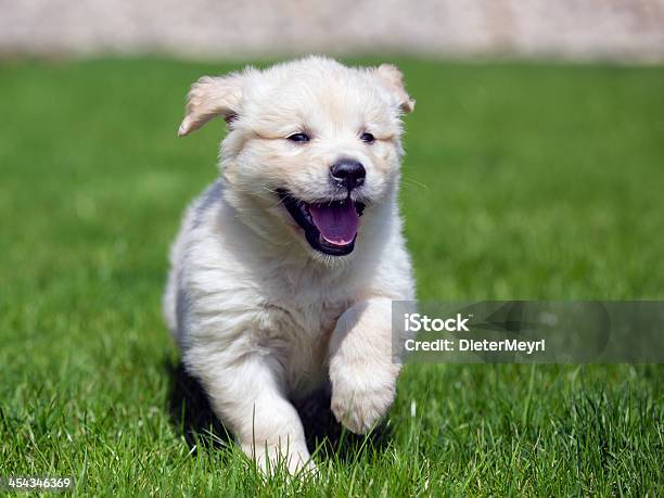 Foto de Filhote De Retriever Dourado e mais fotos de stock de Filhote de cachorro - Filhote de cachorro, Labrador Dourado - Cão de Busca, Correr