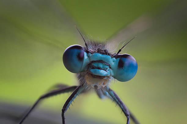 Porträt of a Dragonfly DragonflyDragonfly compound eye photos stock pictures, royalty-free photos & images