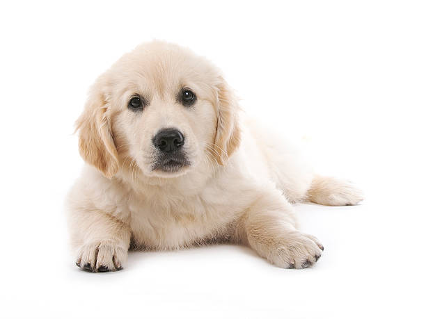 istock Golden retriever cream puppy 454346385