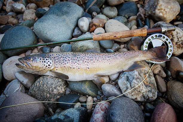 istock Brown Trout - Salmo trutta 454346407