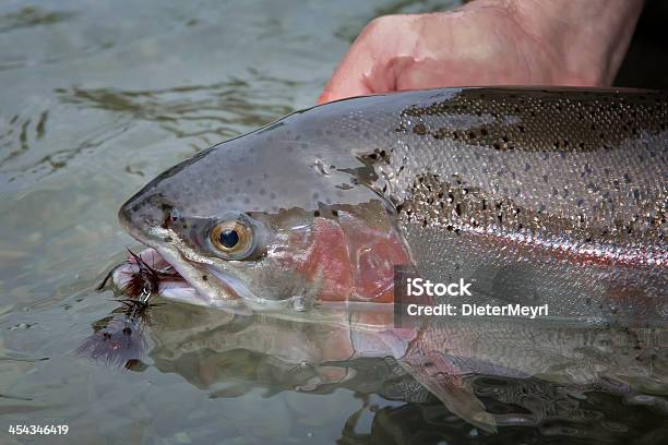 Truta Peixe Ser Apanhados Mosca Visível - Fotografias de stock e mais imagens de Alasca - Alasca, Animal selvagem, Anzol de Pesca