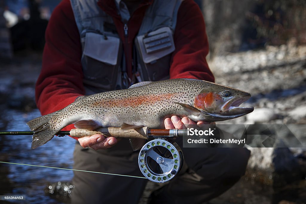 Flyfisherman hält ein rainbow trout - Lizenzfrei Lachsforelle Stock-Foto