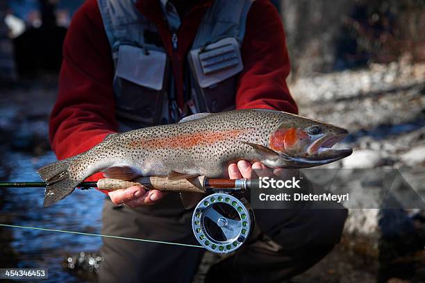 Flyfisherman Trzyma Pstrąg Tęczowy - zdjęcia stockowe i więcej obrazów Pstrąg tęczowy - Pstrąg tęczowy, Zwierzęta w naturze, Łowienie pstrągów