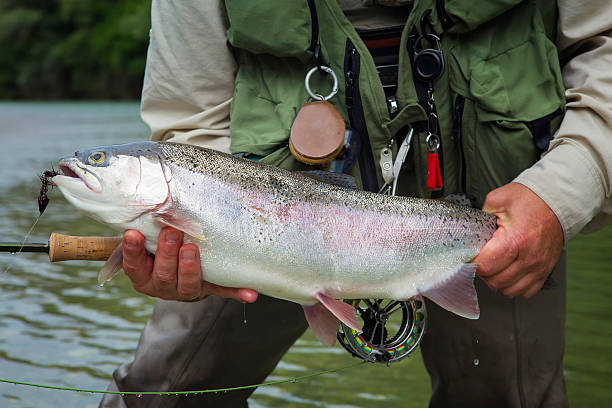 istock Flyfisherman holding a rainbow trout 454346455