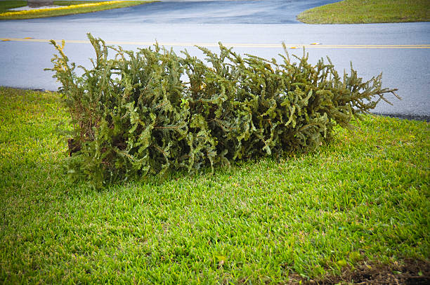 A discarded Christmas tree is laid on its side on a lawn stock photo