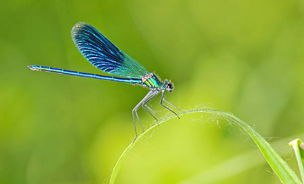istock dragonfly on a blade of grass 454347059