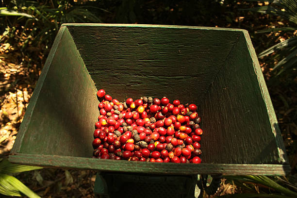 bio-kaffee bohnen. - monoculture working busy action stock-fotos und bilder