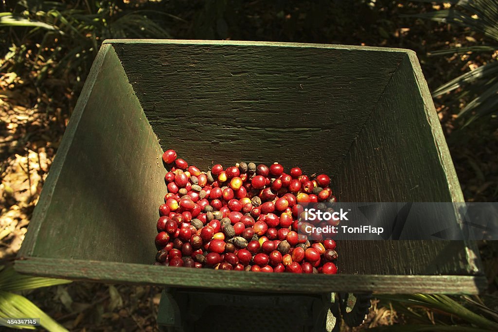 Grains de café bio. - Photo de Machinerie libre de droits