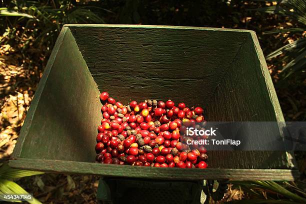 Photo libre de droit de Grains De Café Bio banque d'images et plus d'images libres de droit de Machinerie - Machinerie, Peau de fruit, Activité