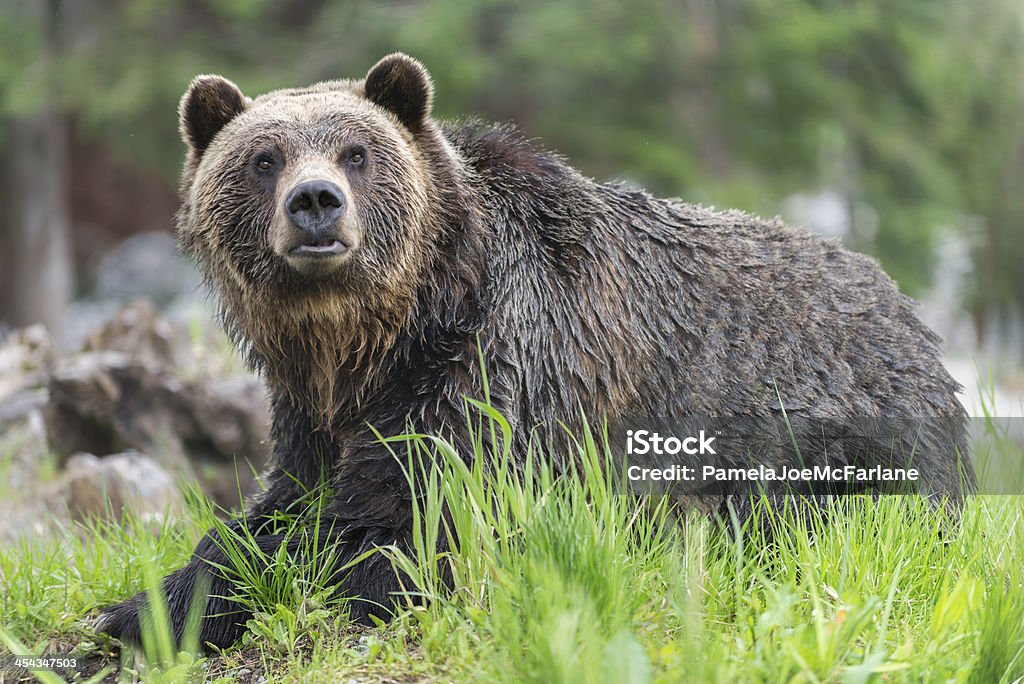 Alerte, un Grizzly dans la forêt - Photo de Ours libre de droits