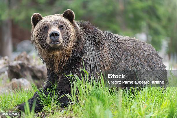 Photo libre de droit de Alerte Un Grizzly Dans La Forêt banque d'images et plus d'images libres de droit de Ours - Ours, Mont Grouse, Vitalité