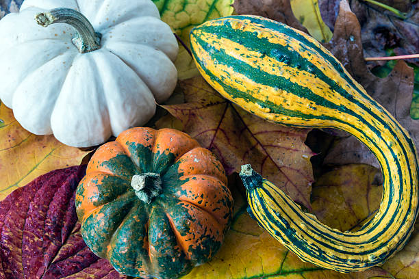 istock Pumpkins and gourds on leaves 454350889