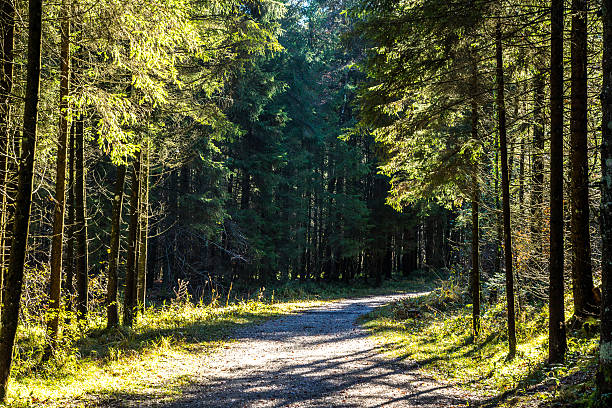 strada forestale in una nebbiosa mattina d'autunno - baumblätter foto e immagini stock