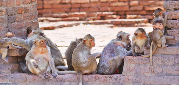 Monkeys are curious,Lopburi Province, Asia Thailand.